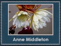 Anne Middleton